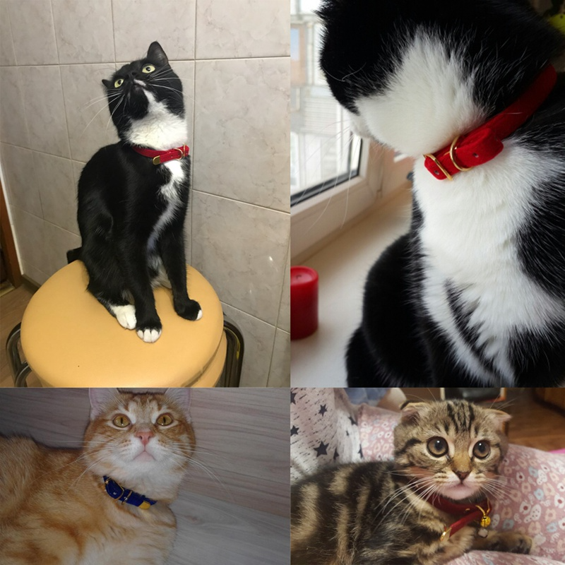 Coleira para Gatos com Fecho de Segurança